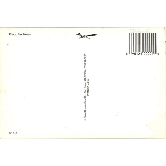 Vintage Coronado Postcard Aerial View San Diego Coastline Road Runner Card Co - Picture 2 of 2